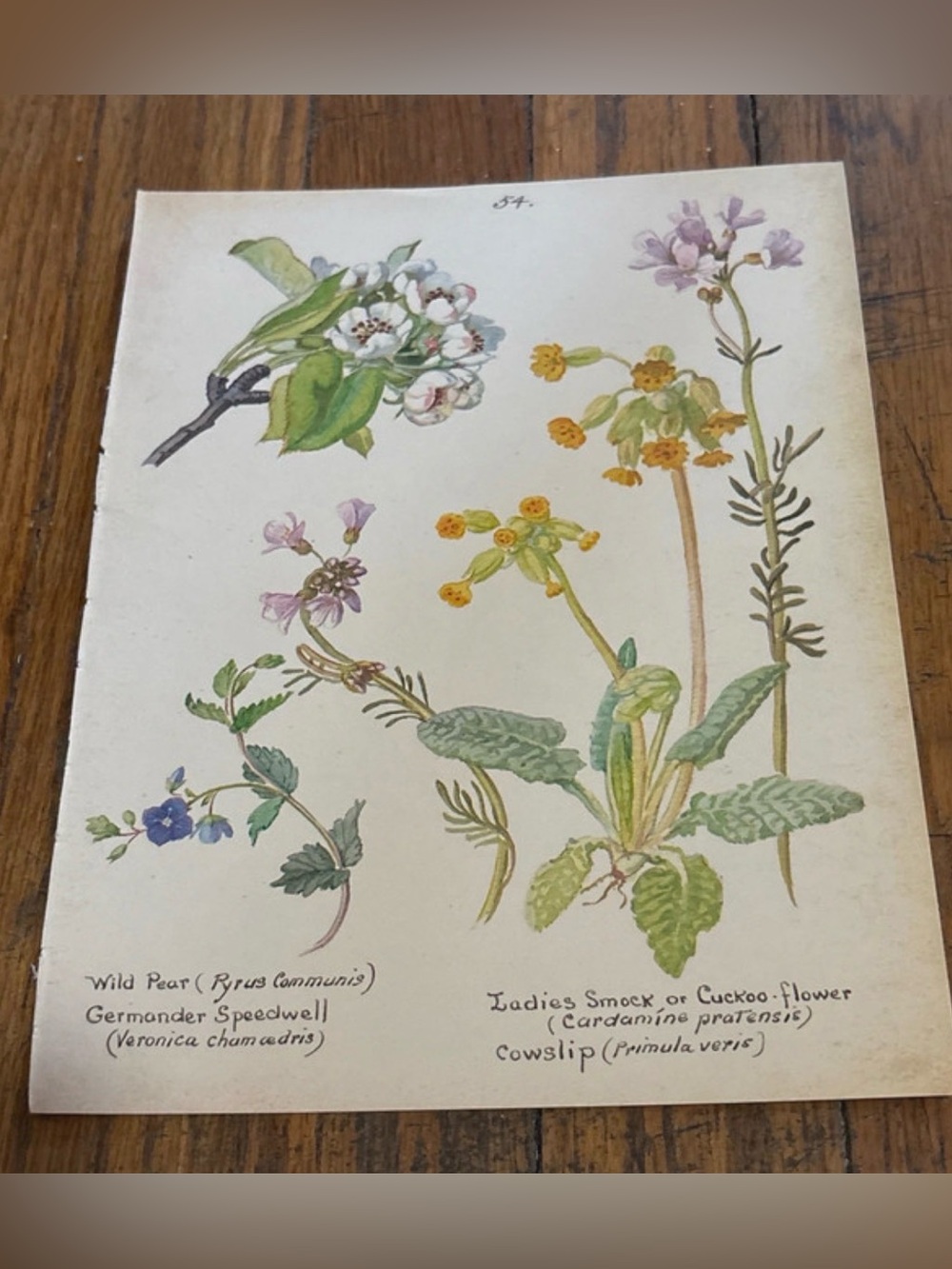 Vintage 1977 Botanical Print - Yellow, Green & Purple Floral Studies 9”x7”